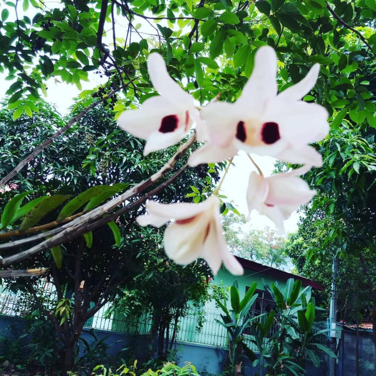 Xuanmai Garden Resort ปากเซ ภายนอก รูปภาพ