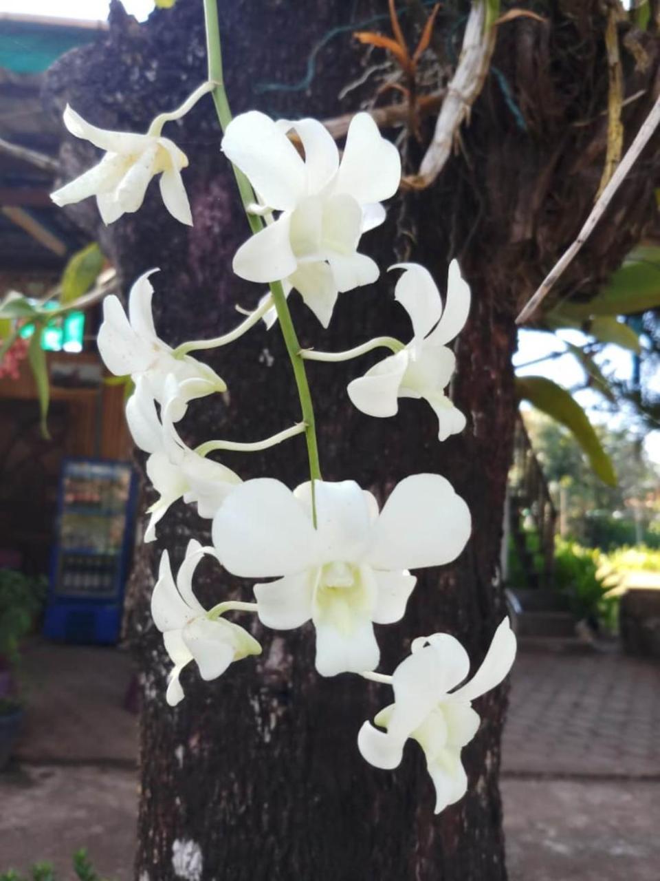 Xuanmai Garden Resort ปากเซ ภายนอก รูปภาพ