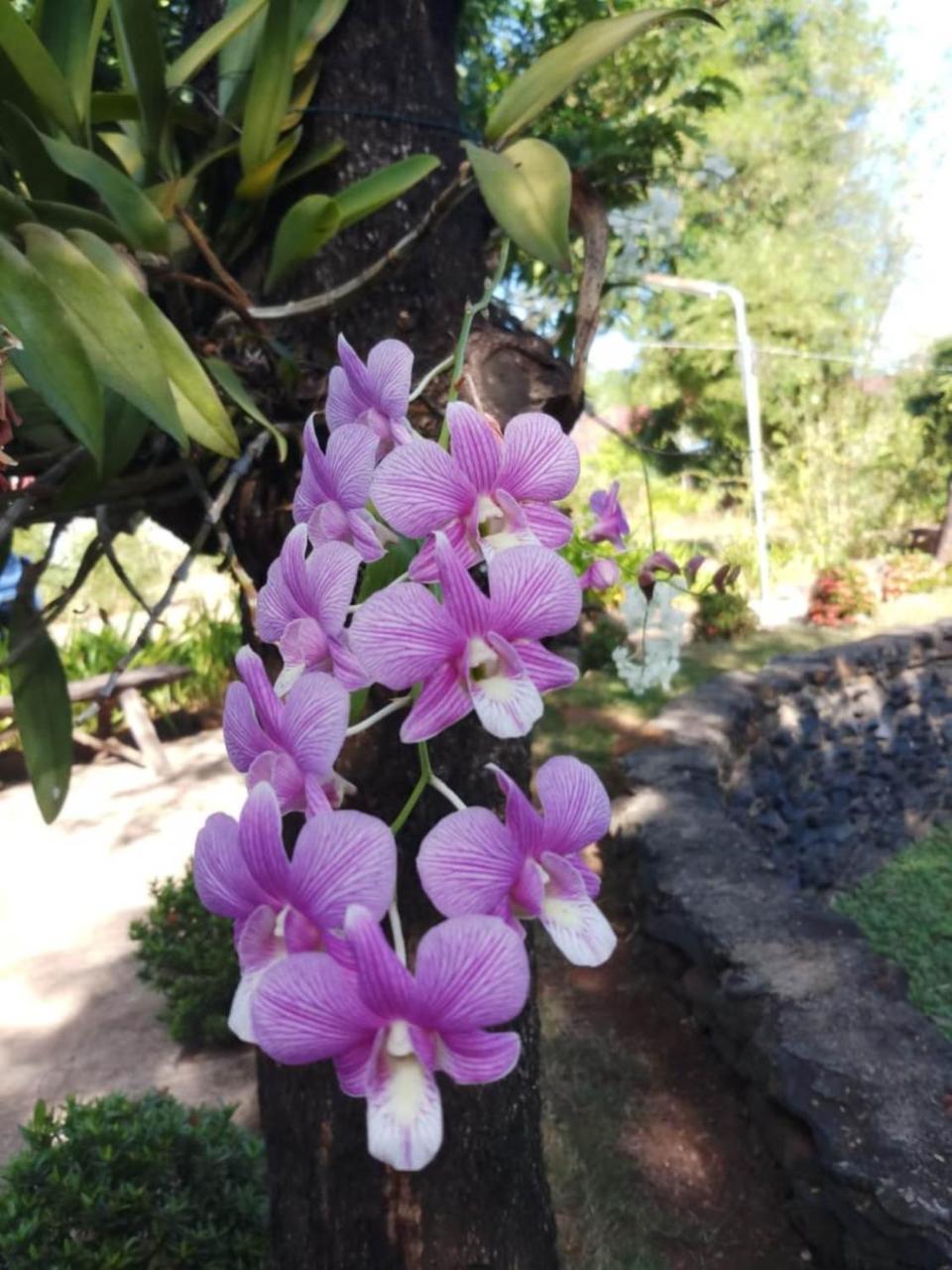 Xuanmai Garden Resort ปากเซ ภายนอก รูปภาพ